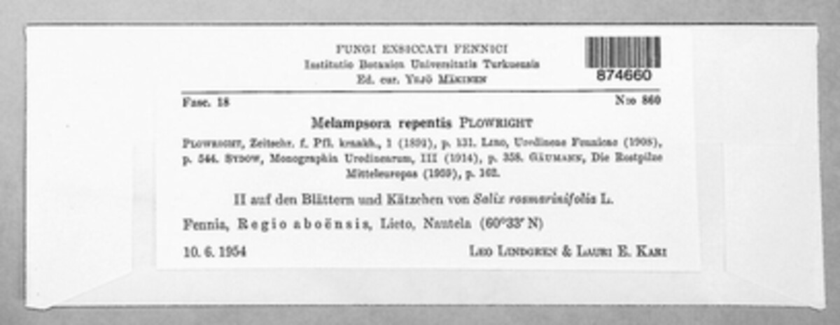 Melampsora epitea image